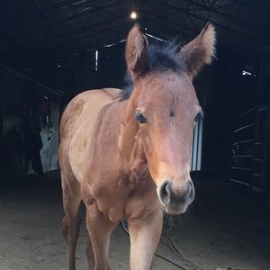 Meet your Posher, Chastidy